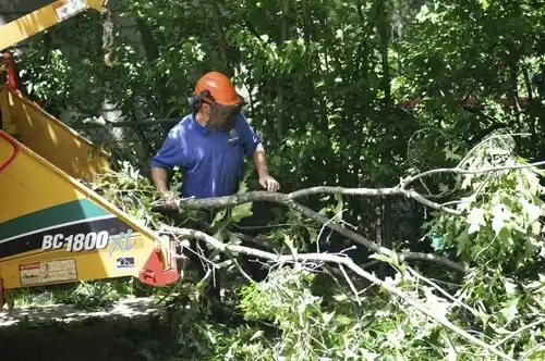 tree services Waxhaw